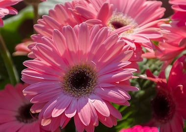 daisies in the garden