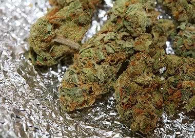 Super lemon haze cannabis