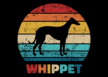 Whippet