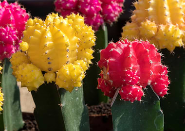 colorful succulent plant