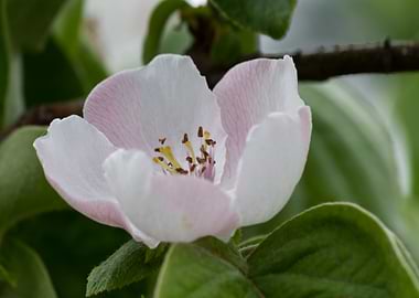 pear quince flower