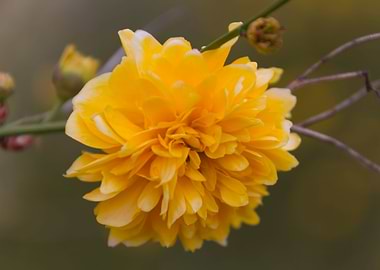 yellow flower in spring
