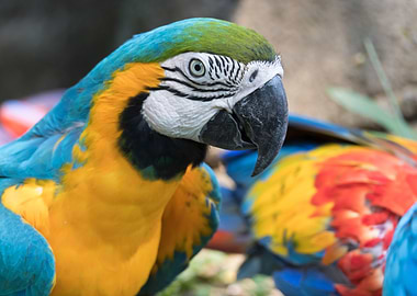 ara ararauna parrot
