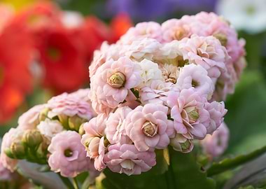 begonia flower for present