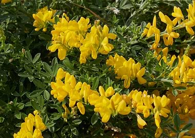 flower in the garden