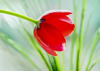 Red Tulip