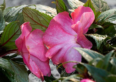begonia flower for present