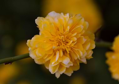 yellow flower in spring