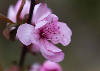 pink flowers on the branch