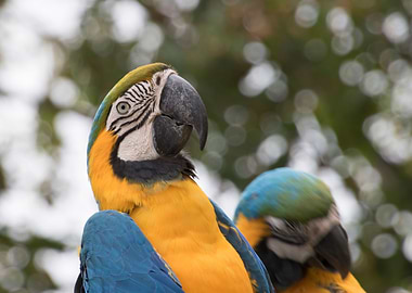ara ararauna parrot