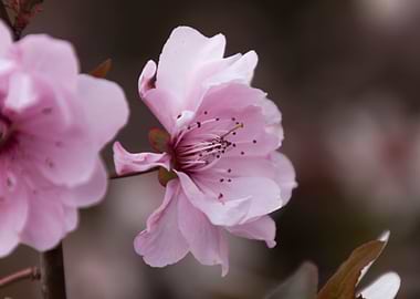 pink flowers on the branch