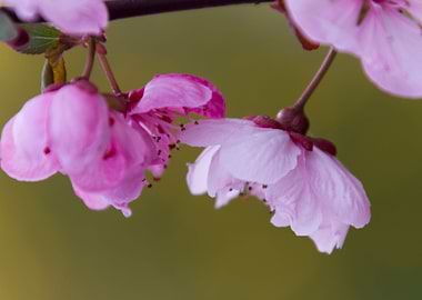 pink flowers on the branch
