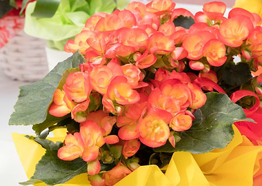 begonia flower for present
