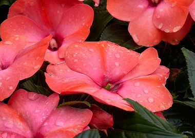 dipladenia mandevilla