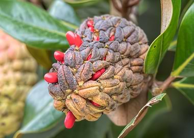 magnolia flower on tree