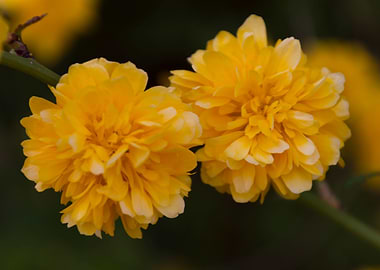 yellow flower in spring