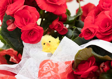 begonia flower for present