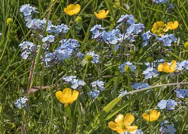 wildflower in the mountain