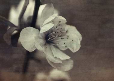 pink flowers on the branch