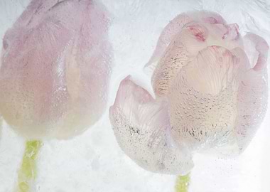 2 Tulips in ice