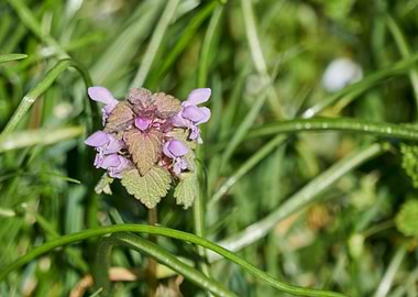wildflower in the meadow
