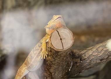 bearded dragon