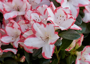 flower in the garden