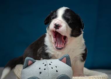 Welsh Corgi Cardigan