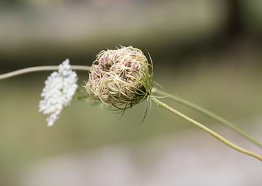 wildflower in the meadow