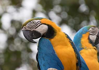 ara ararauna parrot