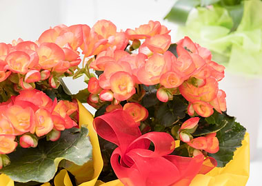 begonia flower for present