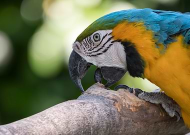 ara ararauna parrot
