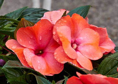 dipladenia mandevilla