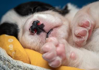 Welsh Corgi Cardigan