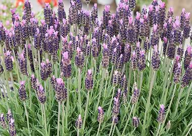 lavender in bloom