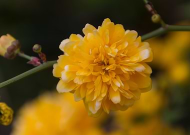 yellow flower in spring