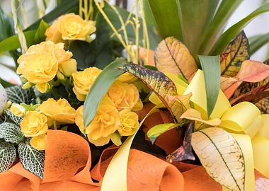 begonia flower for present