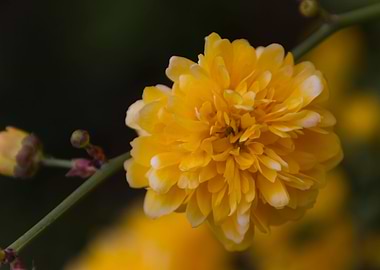 yellow flower in spring