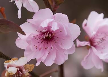 pink flowers on the branch