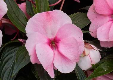 dipladenia mandevilla