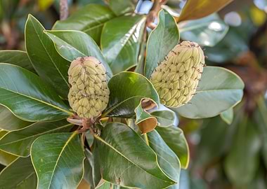 magnolia flower on tree