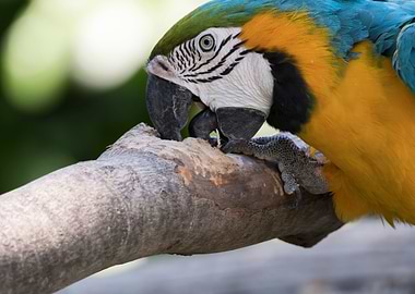 ara ararauna parrot