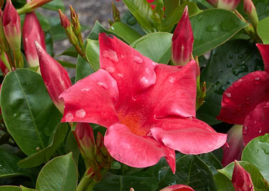 dipladenia mandevilla