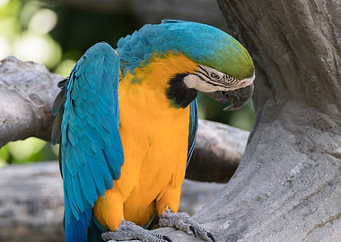 ara ararauna parrot