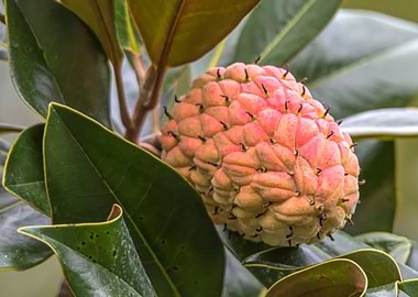 magnolia flower on tree