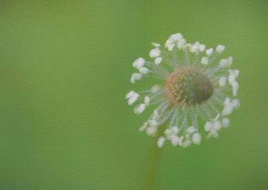 wildflower in the garden