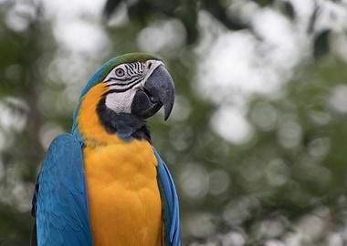 ara ararauna parrot
