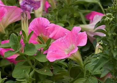 dipladenia mandevilla