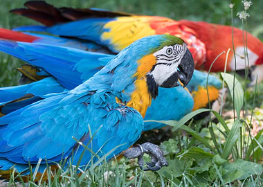 ara ararauna parrot