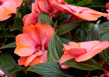 dipladenia mandevilla